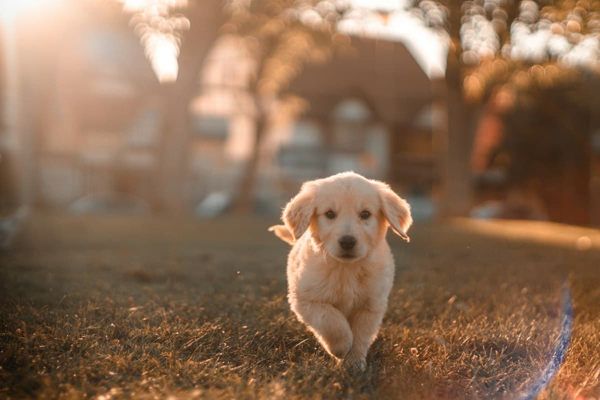 Golden retriever-hvalp løber på græsset